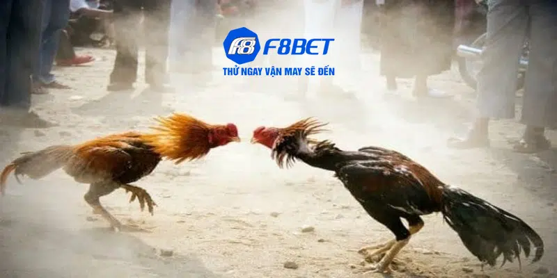 Những ưu điểm xứng đáng trải nghiệm cá cược đá gà tại F8BET