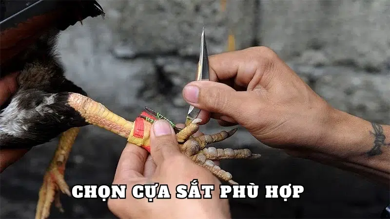 Cựa sắt phải được chọn lựa kỹ lưỡng