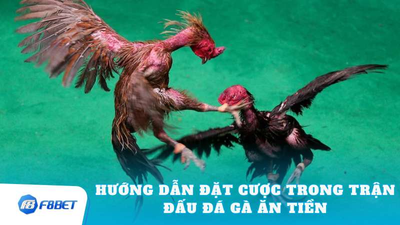 Hướng Dẫn Đặt Cược Trong Trận Đấu Đá Gà Ăn Tiền