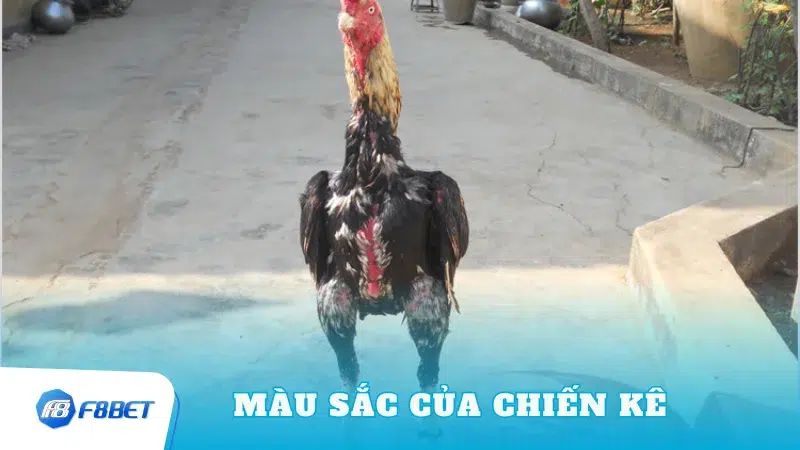 Sắc Màu Của Chiến Kê