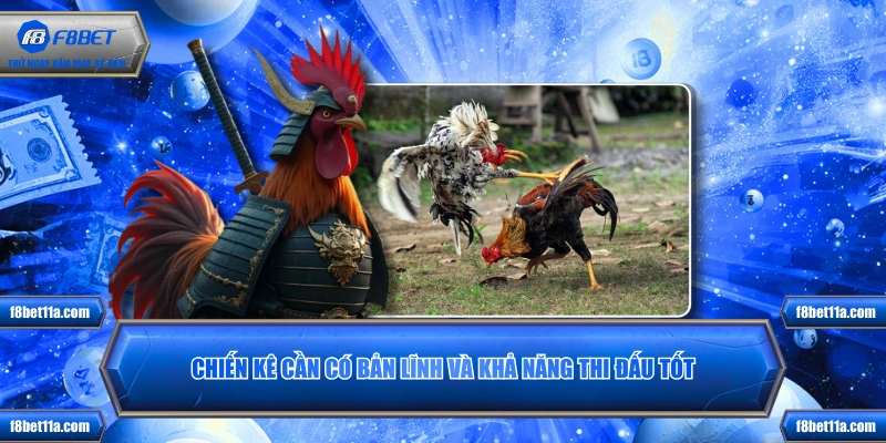 Chiến kê cần có bản lĩnh và khả năng thi đấu tốt