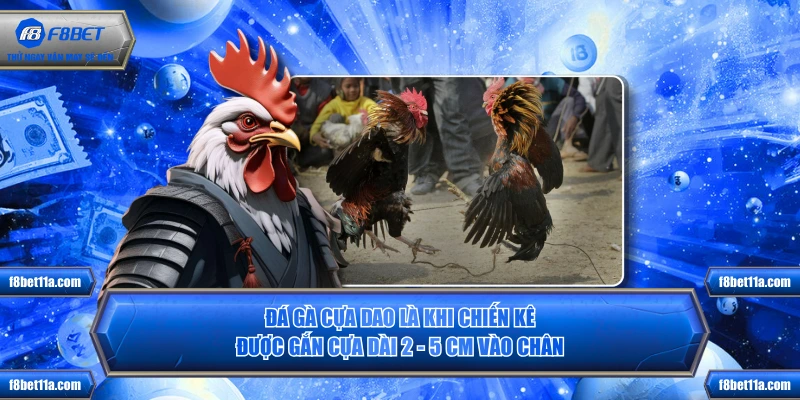 Đá gà cựa dao là khi chiến kê được gắn cựa dài 2 - 5 cm vào chân