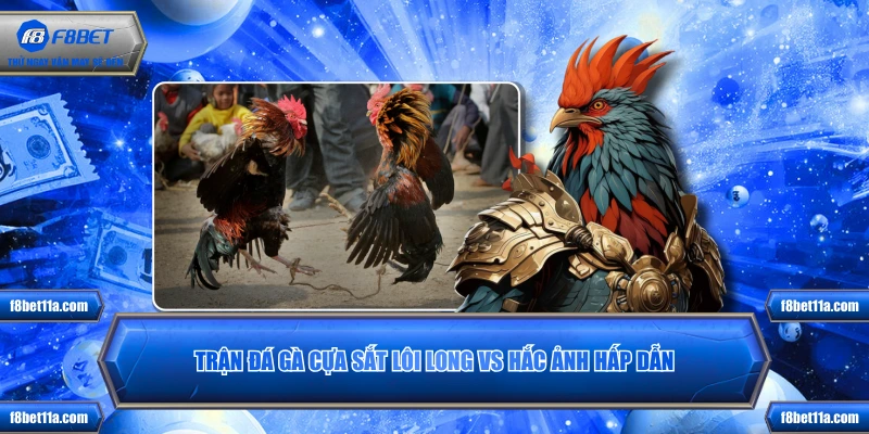 Trận đá gà cựa sắt Lôi Long vs Hắc Ảnh hấp dẫn